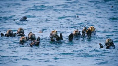 Ini Fakta Mengapa Berang-Berang Laut Pegangan Tangan