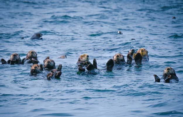 Ini Fakta Mengapa Berang-Berang Laut Pegangan Tangan