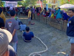 Meriahkan HUT ke-78 RI, Aliansi Pemuda Palongan Gelar Lomba Tarik Tambang