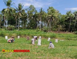 Bawang Merah Sumenep Anjlok, Petani Muda Minta Pemerintah Turun Tangan