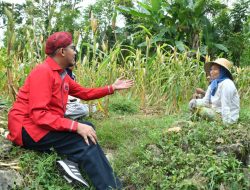 Pemkab Sumenep Siapkan Asuransi Ketenagakerjaan Gratis bagi Petani Tembakau