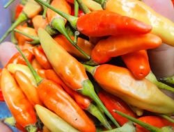 Bukan Karena PPN 12% Harga Cabai Rawit Merah Melonjak Drastis