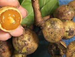 8 Manfaat Buah Kosambi Untuk Kesehatan Kulit Hingga Mencegah Kanker