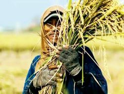 Dampak Ekonomi Masyarakat Akibat Impor Beras